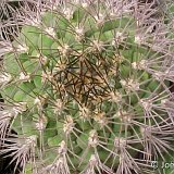 Gymnocalycium pflanzii v. millarensis.jpg